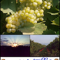 Battistella: Inizia la vendemmia 2011