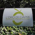 I soci de L'oro di Capri incontrano gli olivicoltori dell’isola per ampliare il parterre dei soci e discutere con gli esperti agronomi le linee guida per il prossimo raccolto. 