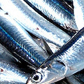 Sagra del pesce azzurro