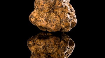 Alla scoperta del tartufo toscano: un tesoro della Costa degli Etruschi