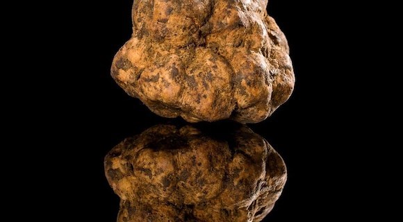 Alla scoperta del tartufo toscano: un tesoro della Costa degli Etruschi